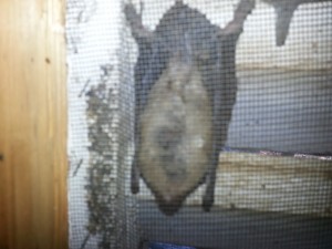 Bat Removal Mooresville NC